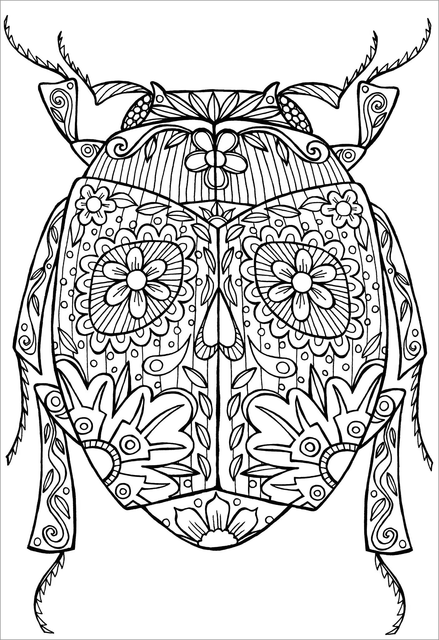 Insect Coloring Pages ColoringBay