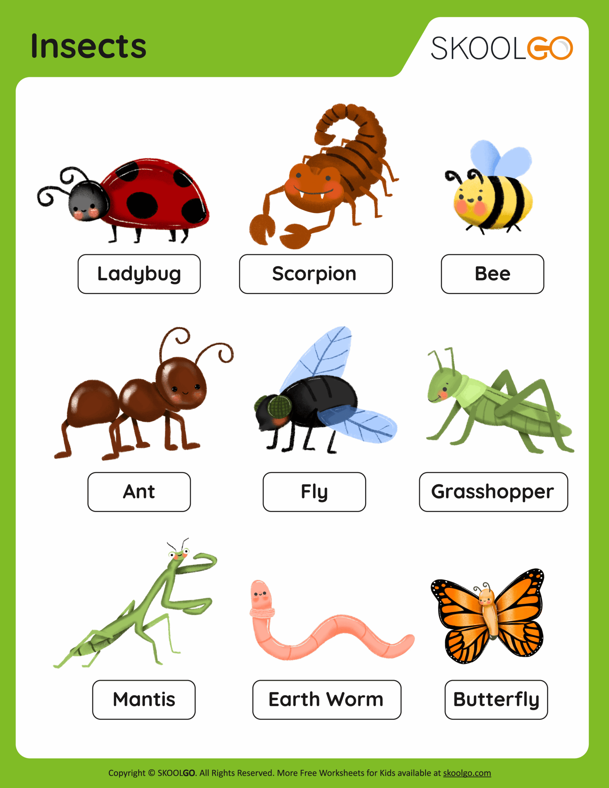 Insects Worksheet