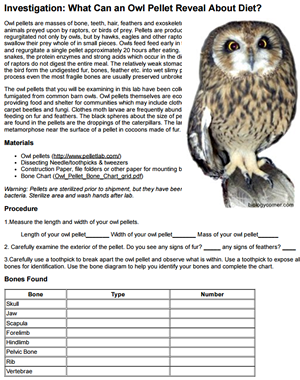 Investigation Owl Pellets Worksheets Library