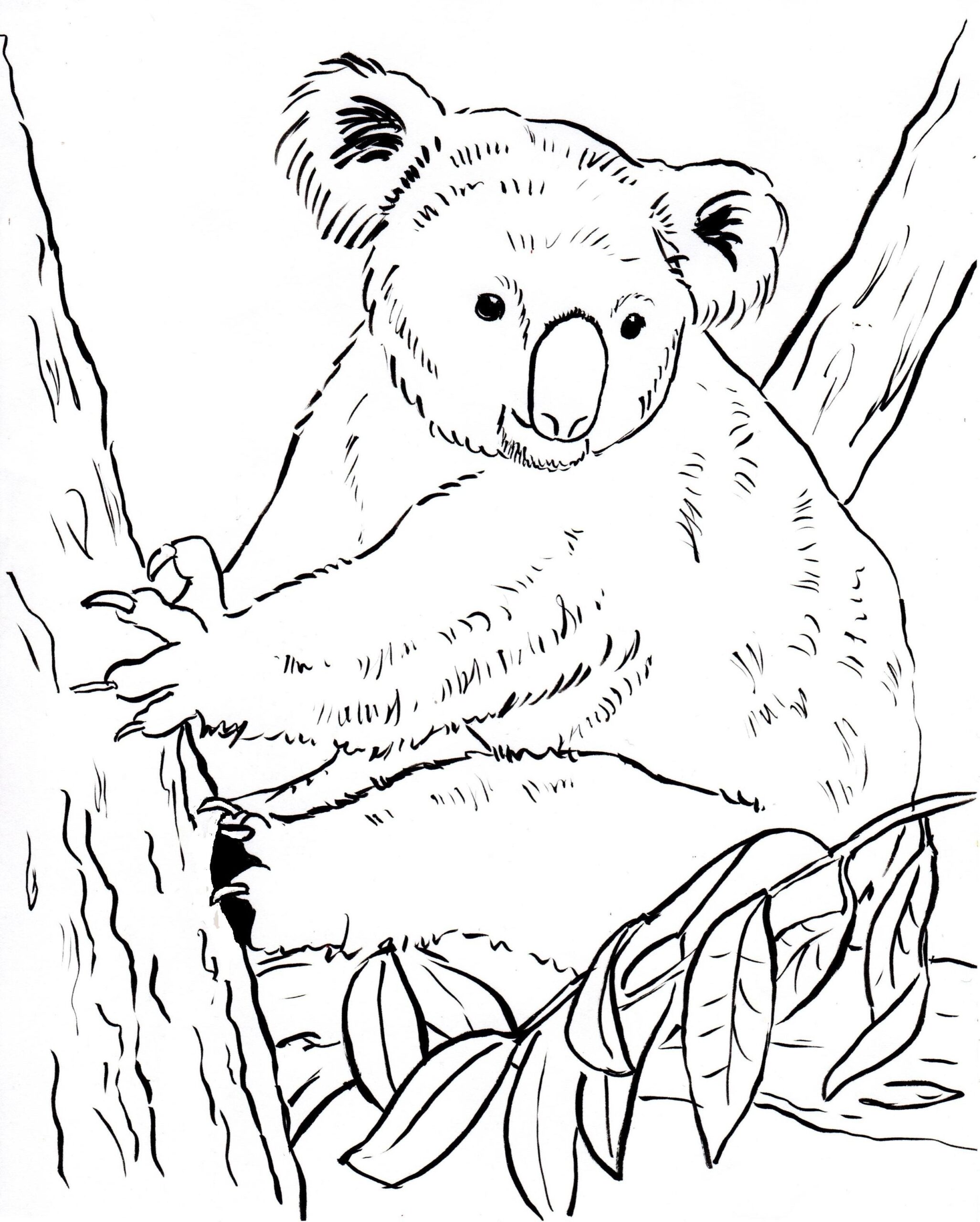 Koala Coloring Pages At GetDrawings Free Download