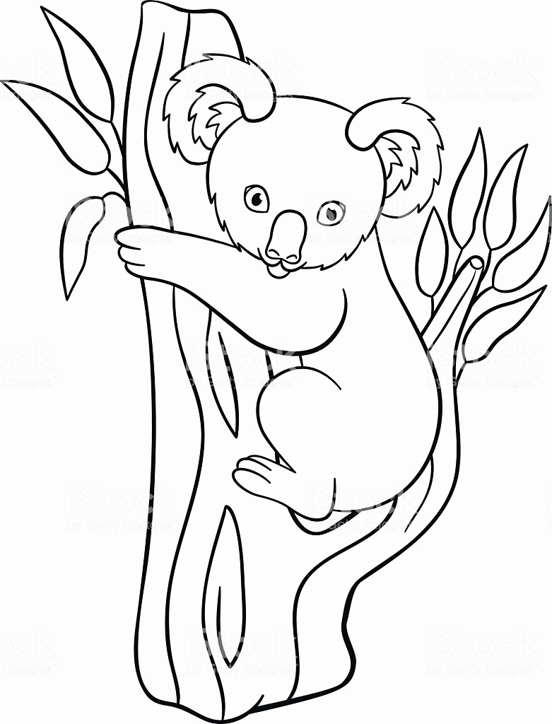 Koala Coloring Pages At GetDrawings Free Download