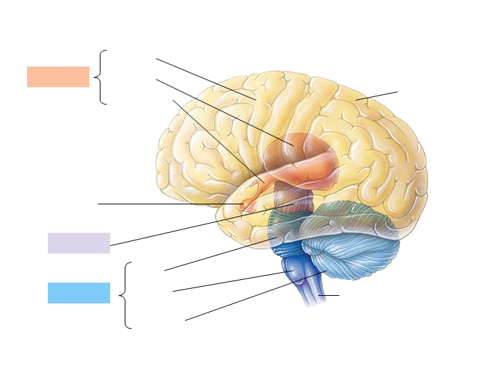 Label Parts Of The Brain Quiz Worksheets Library