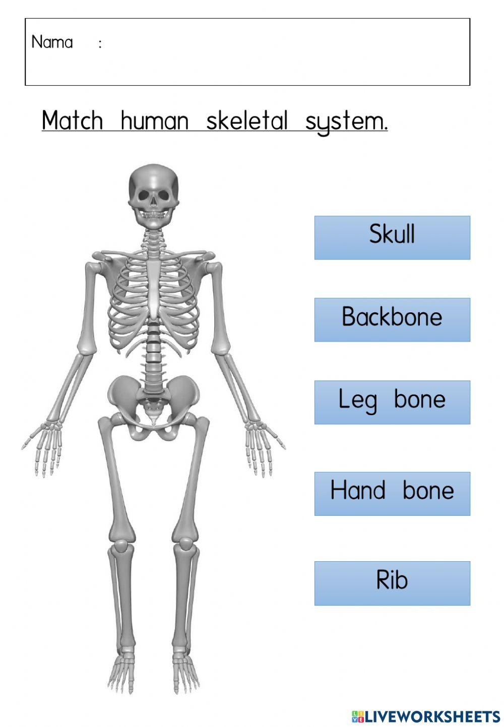 label the skeletal system worksheet