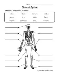 Label Skeletal System Worksheet Worksheets Library