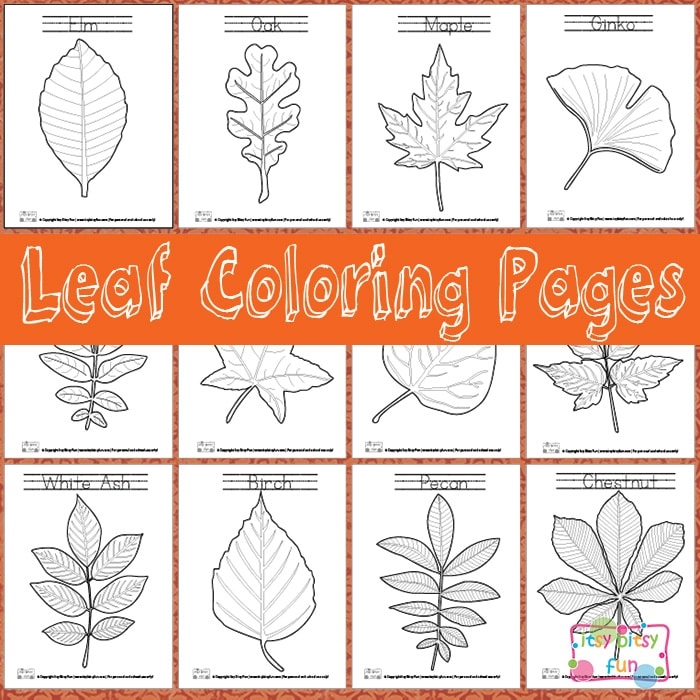 Leaf Coloring Pages Itsy Bitsy Fun