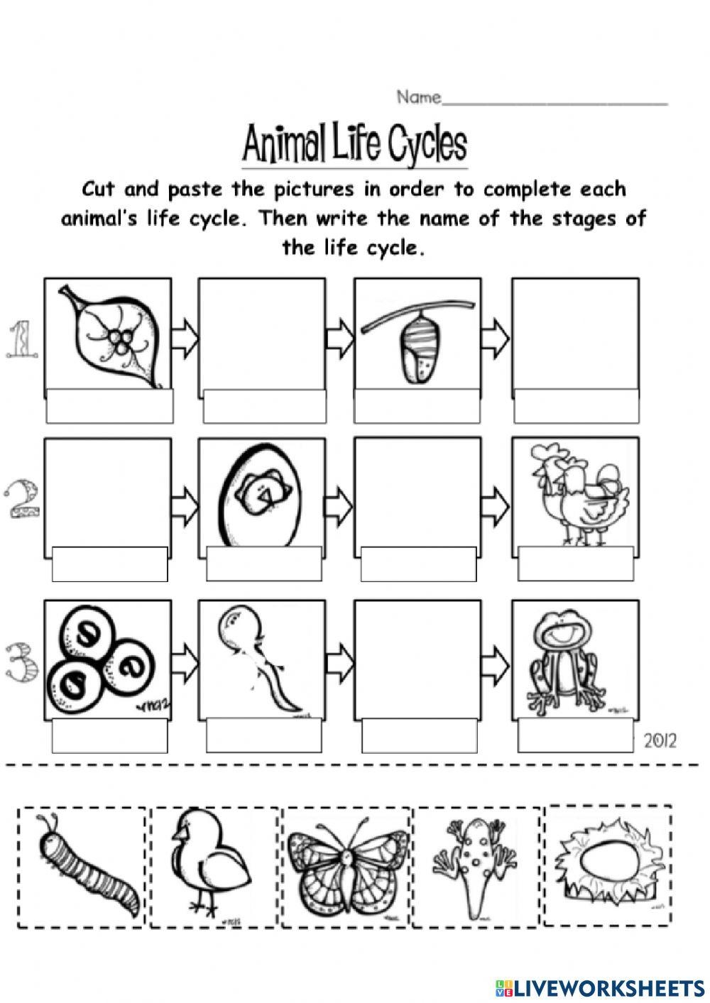 life cycle of stars worksheet