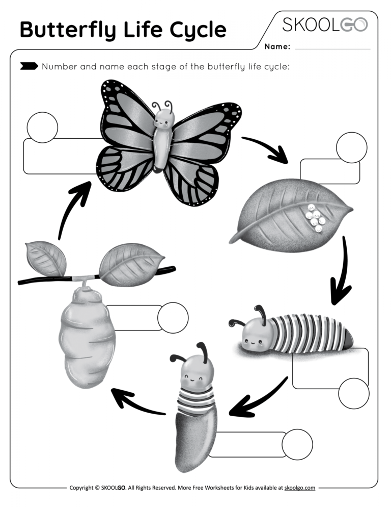 life cycle of the butterfly worksheet