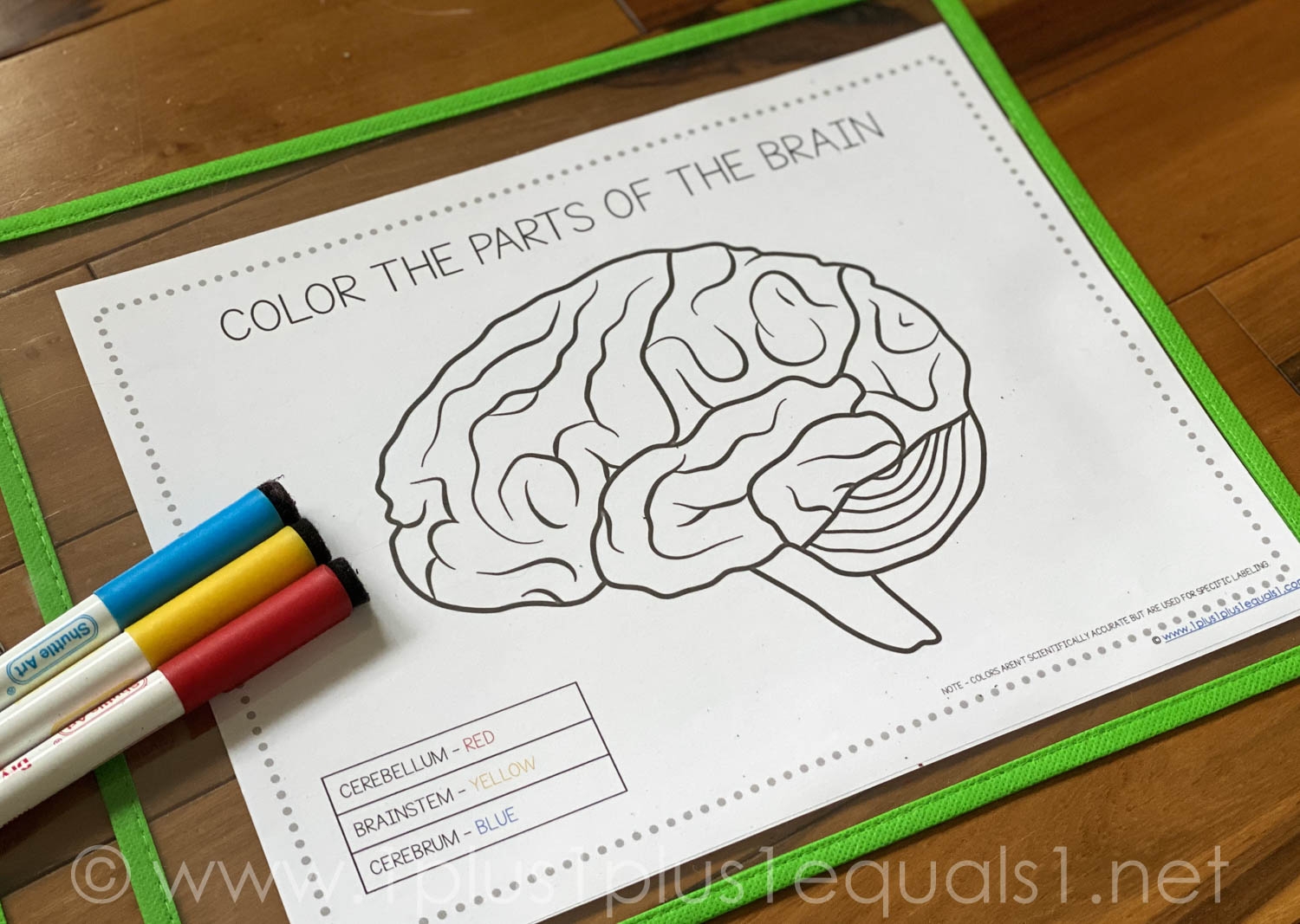 parts of the brain worksheet