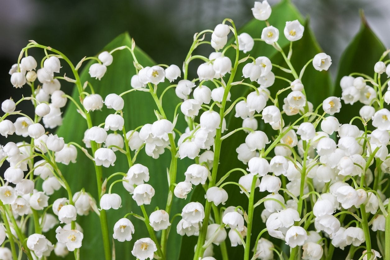 printable lily of the valley pictures to color