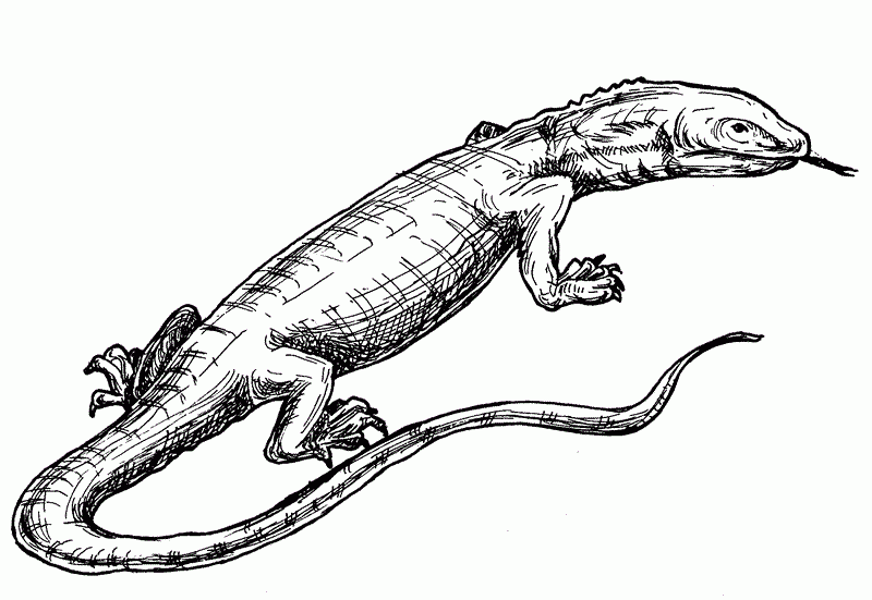 Lizard Coloring Page For Kids Animal Place