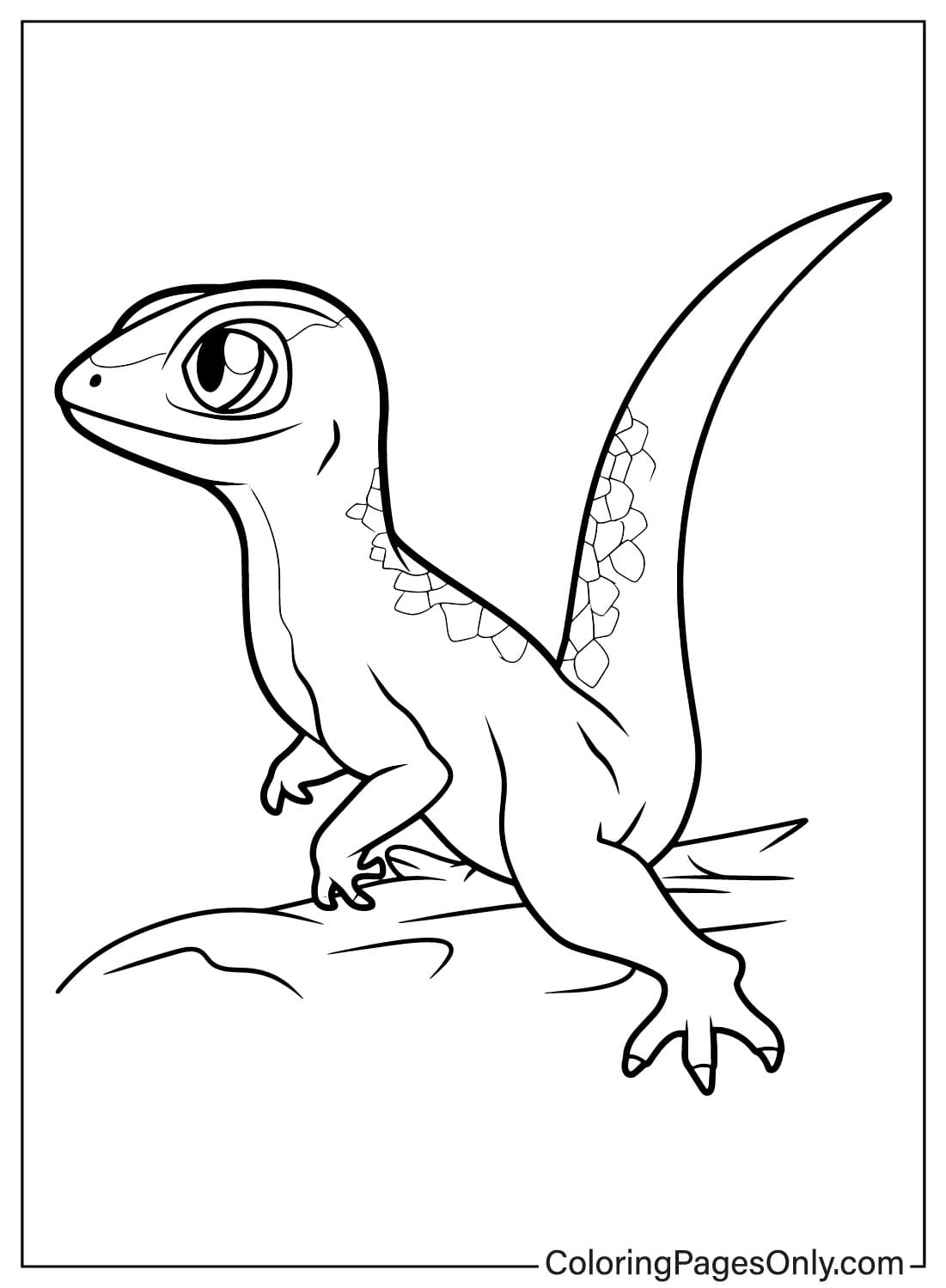 Lizard Coloring Page To Printable Free Printable Coloring Pages
