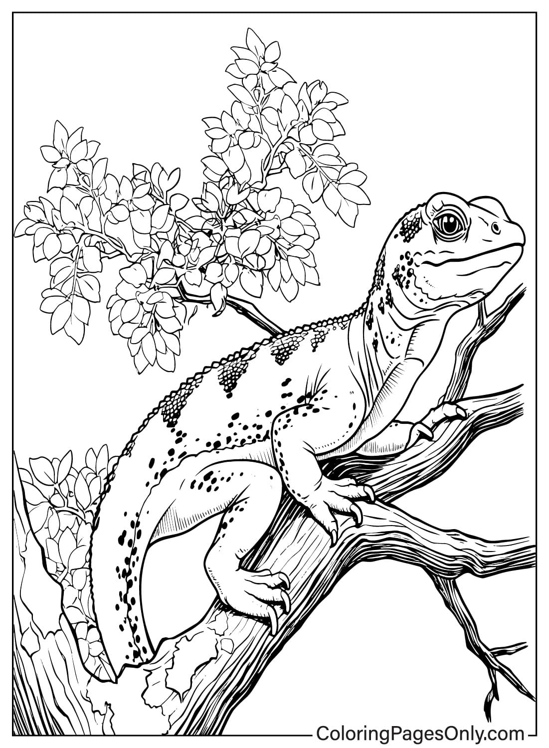 Lizard Free Printable Coloring Page Free Printable Coloring Pages