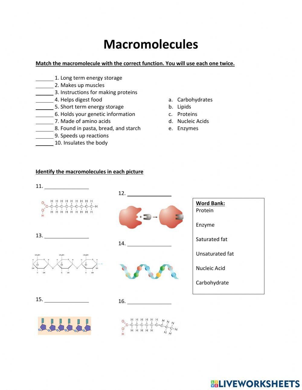 Macromolecules Review Worksheet Live Worksheets Worksheets Library