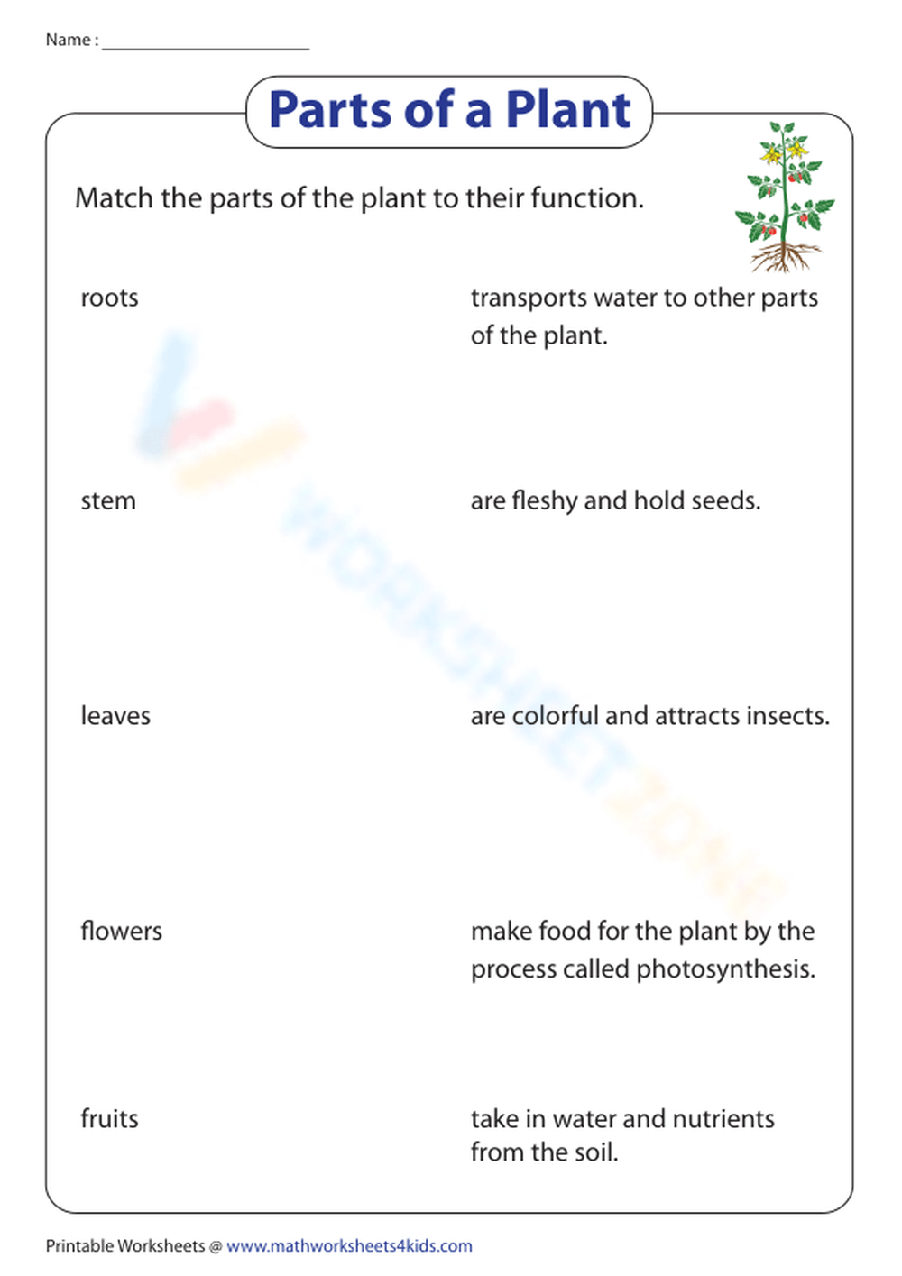 Match The Parts Of The Plant To Their Functions Worksheet Worksheets