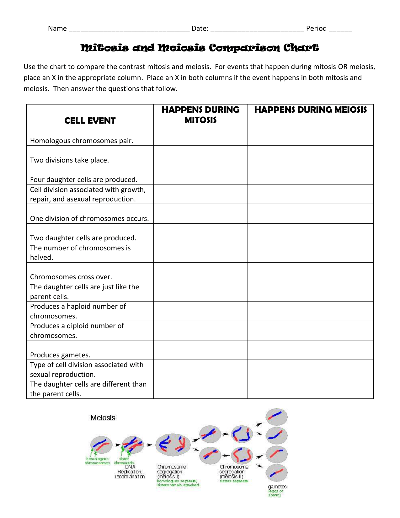 meiosis and mitosis comparison worksheet