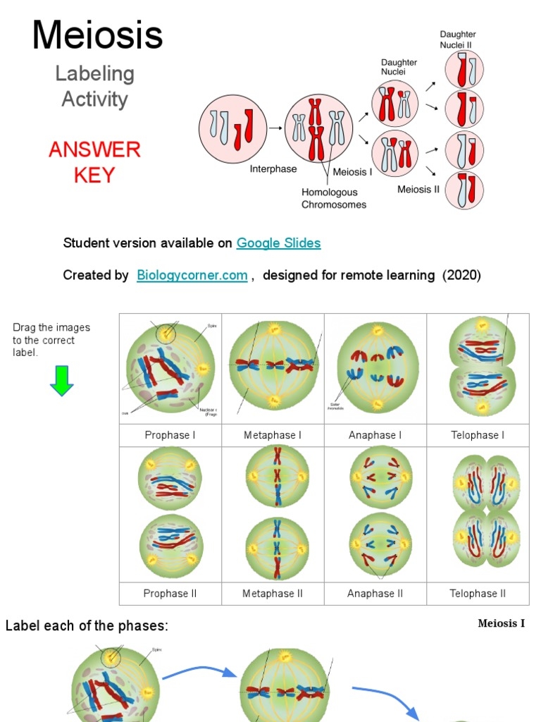 Meiosis Labeling KEY PDF Worksheets Library