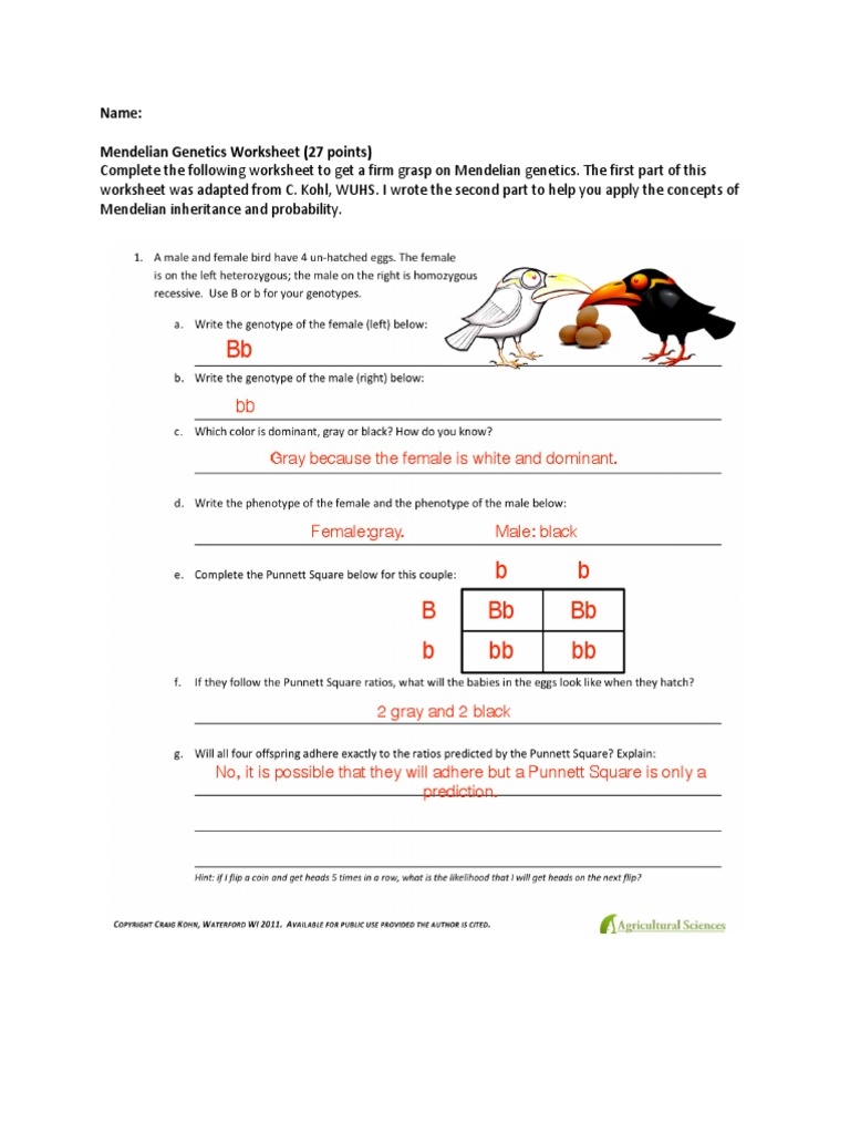 Mendelian Genetics Worksheet Download Free PDF Dominance 