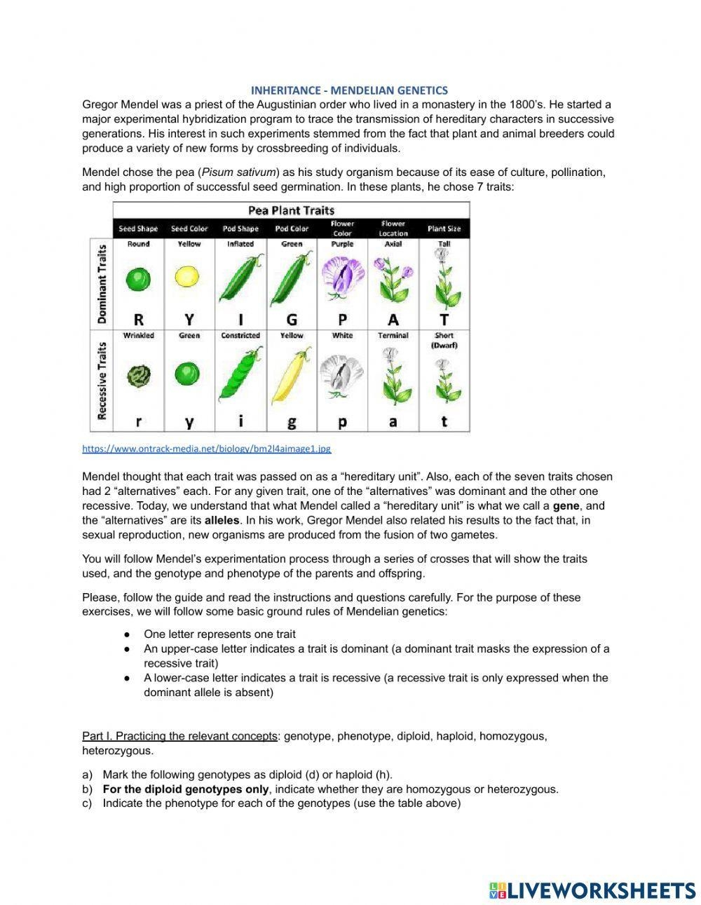 Mendelian Genetics Worksheet Gratis Herunterladen PDF Genotype 