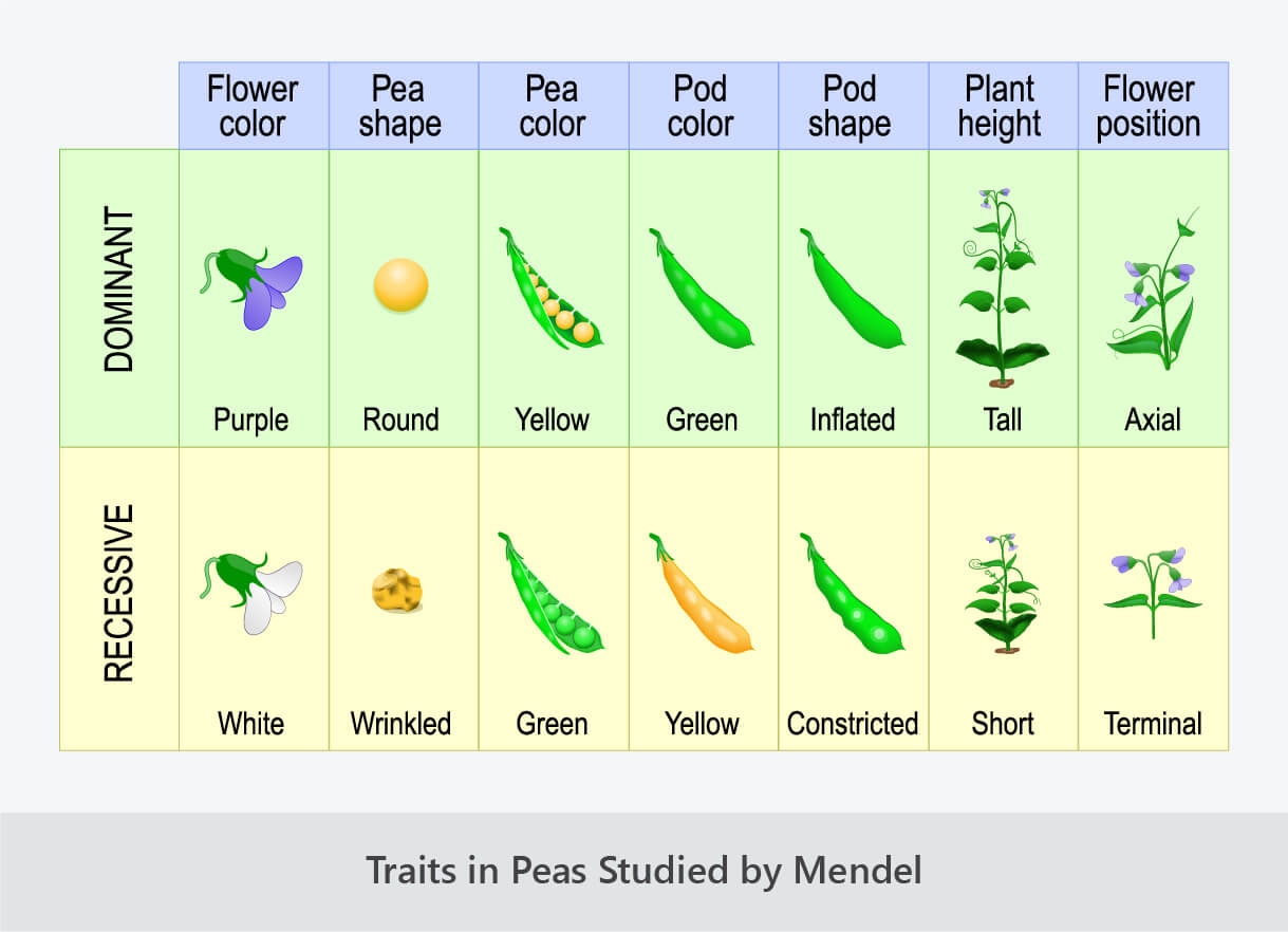 Mendels Pea Plant Experiments Worksheet Answers Printable And 