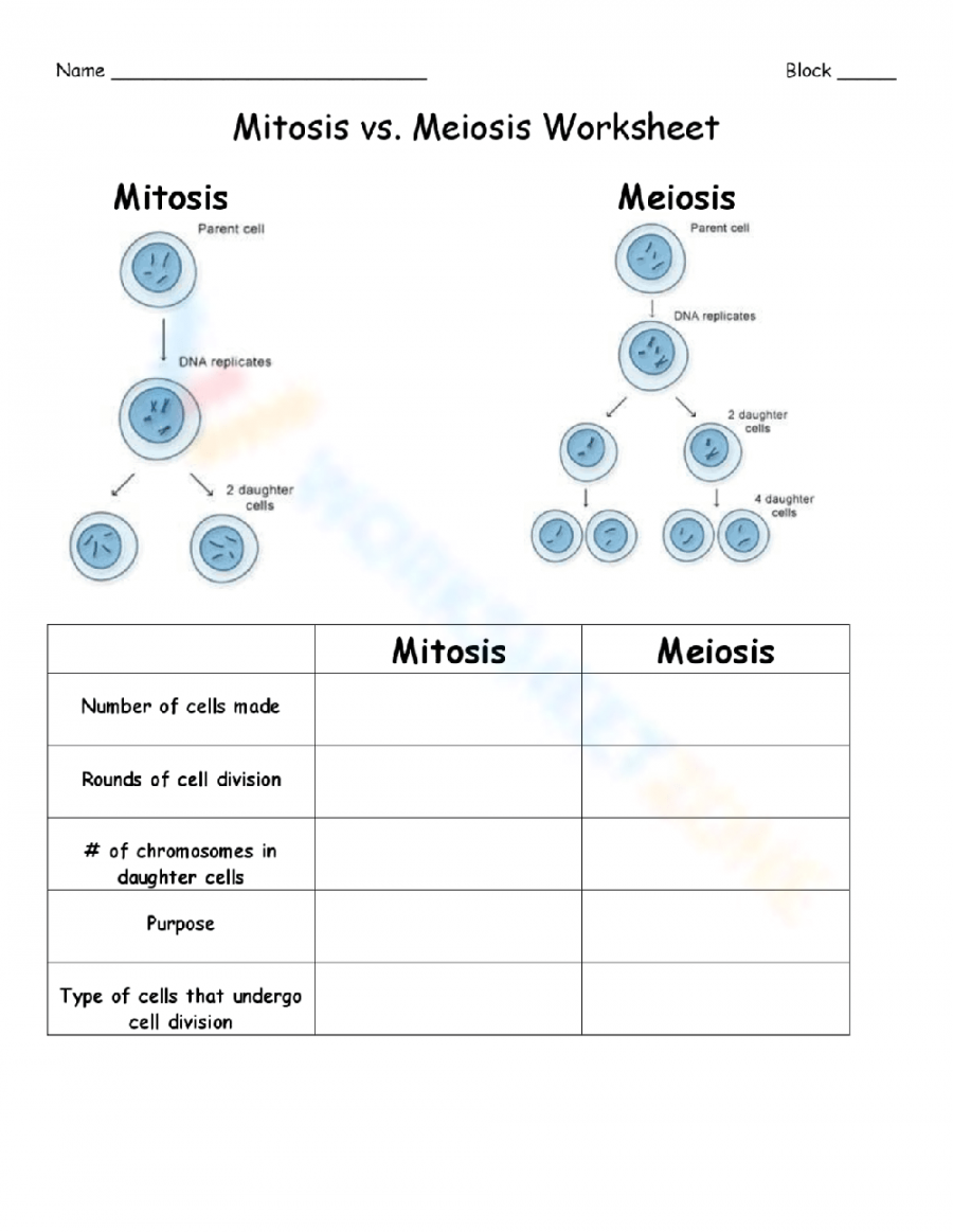mitosis meiosis comparison worksheet