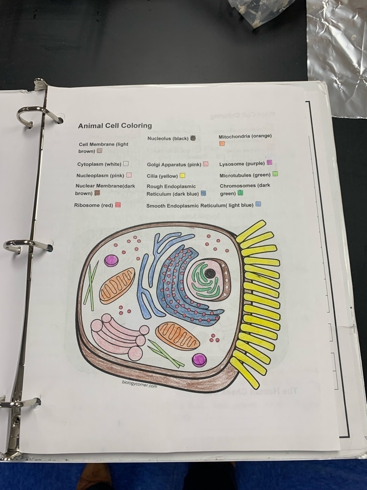 Model Of An Animal Cell Coloring Pages Kids Activities Blog