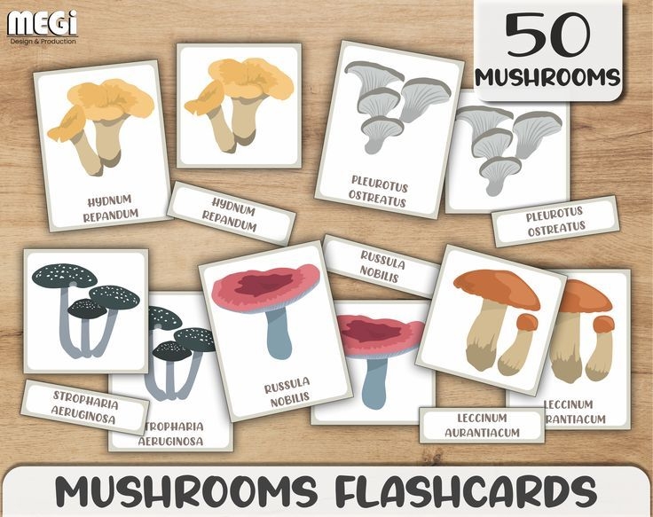 Mushrooms Flashcards 3 Part Cards For Kids Learning Mushrooms 