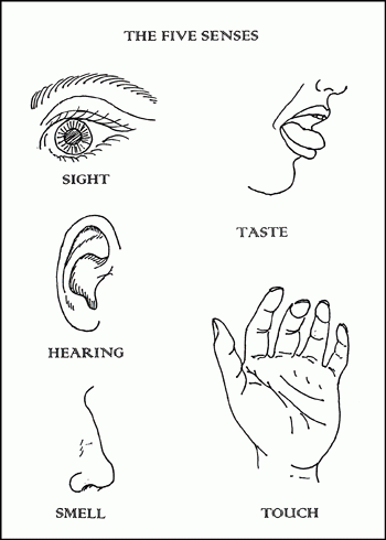 My Five Senses Coloring Pages Coloring Home