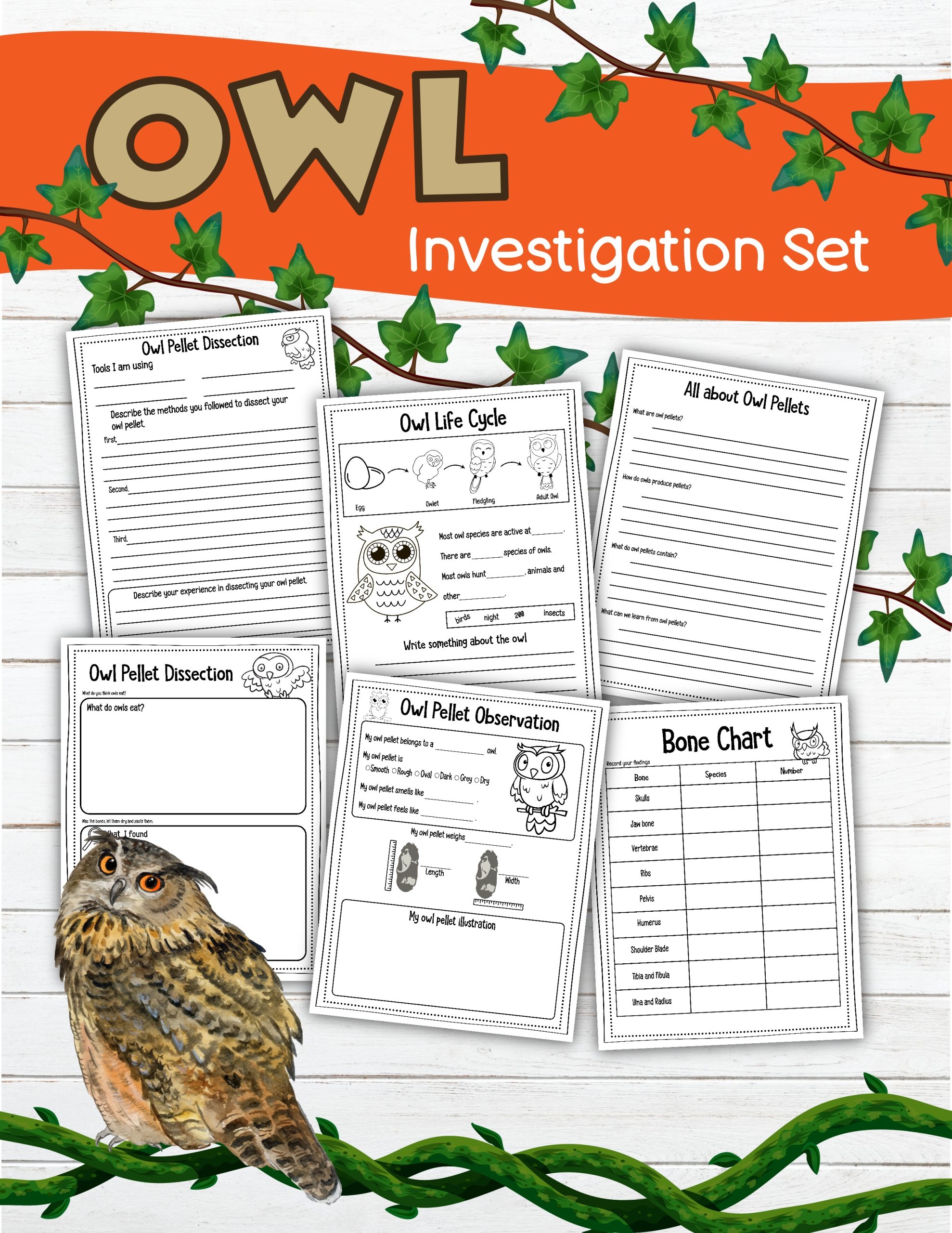 owl pellet dissection worksheet