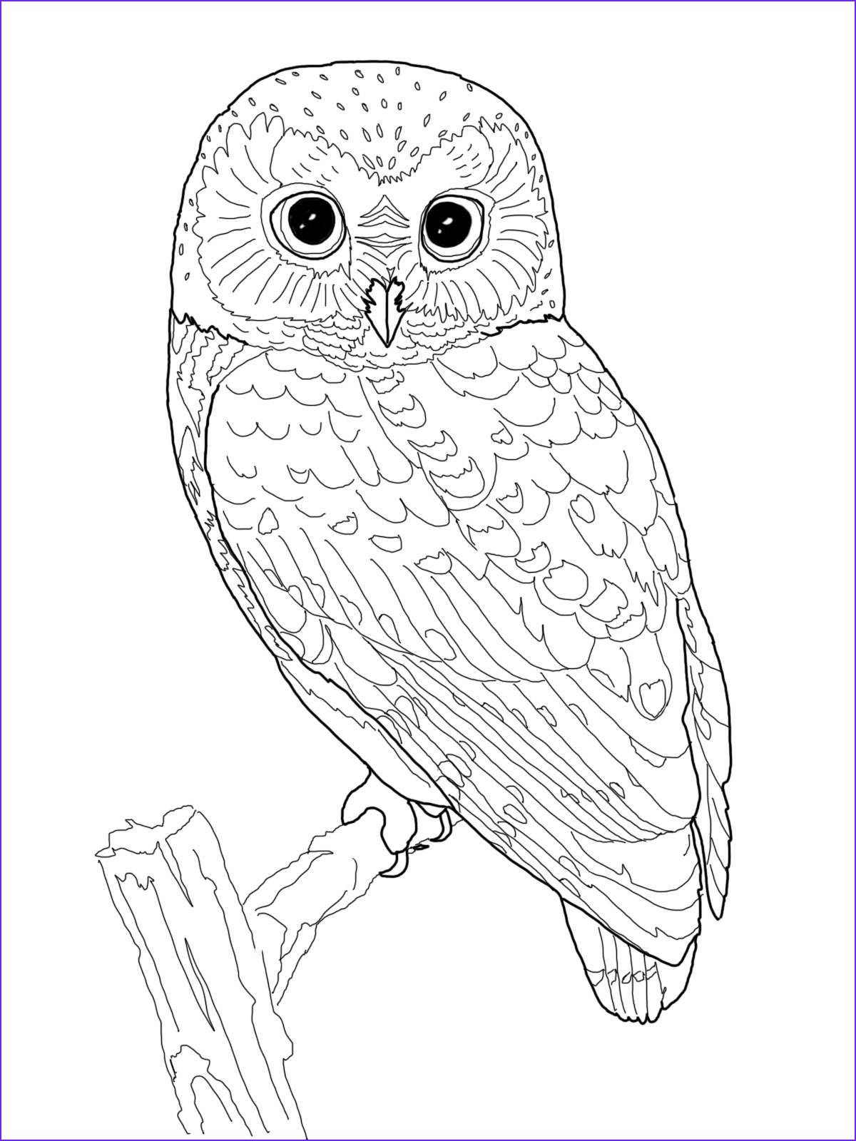 Owl Printable