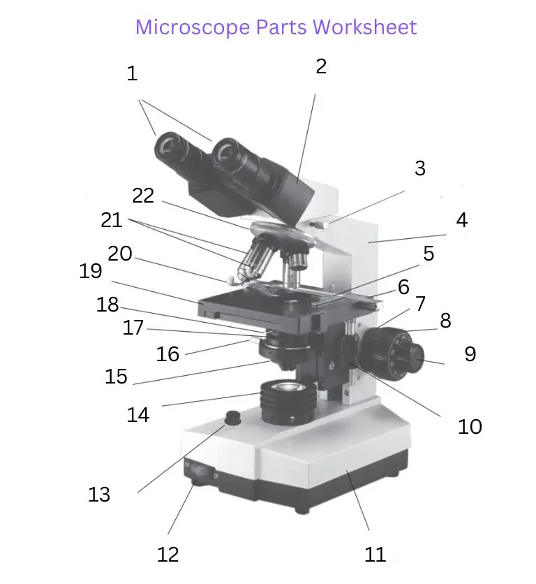 Parts Of A Light Microscope Cut And Stick Worksheet Twinkl
