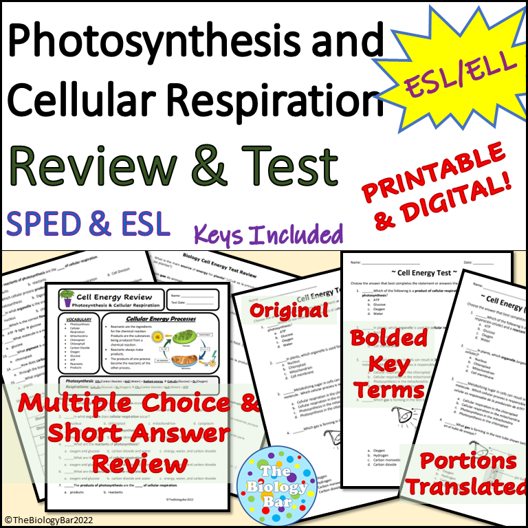 Photosynthesis And Cellular Respiration Worksheet Key Worksheets For 