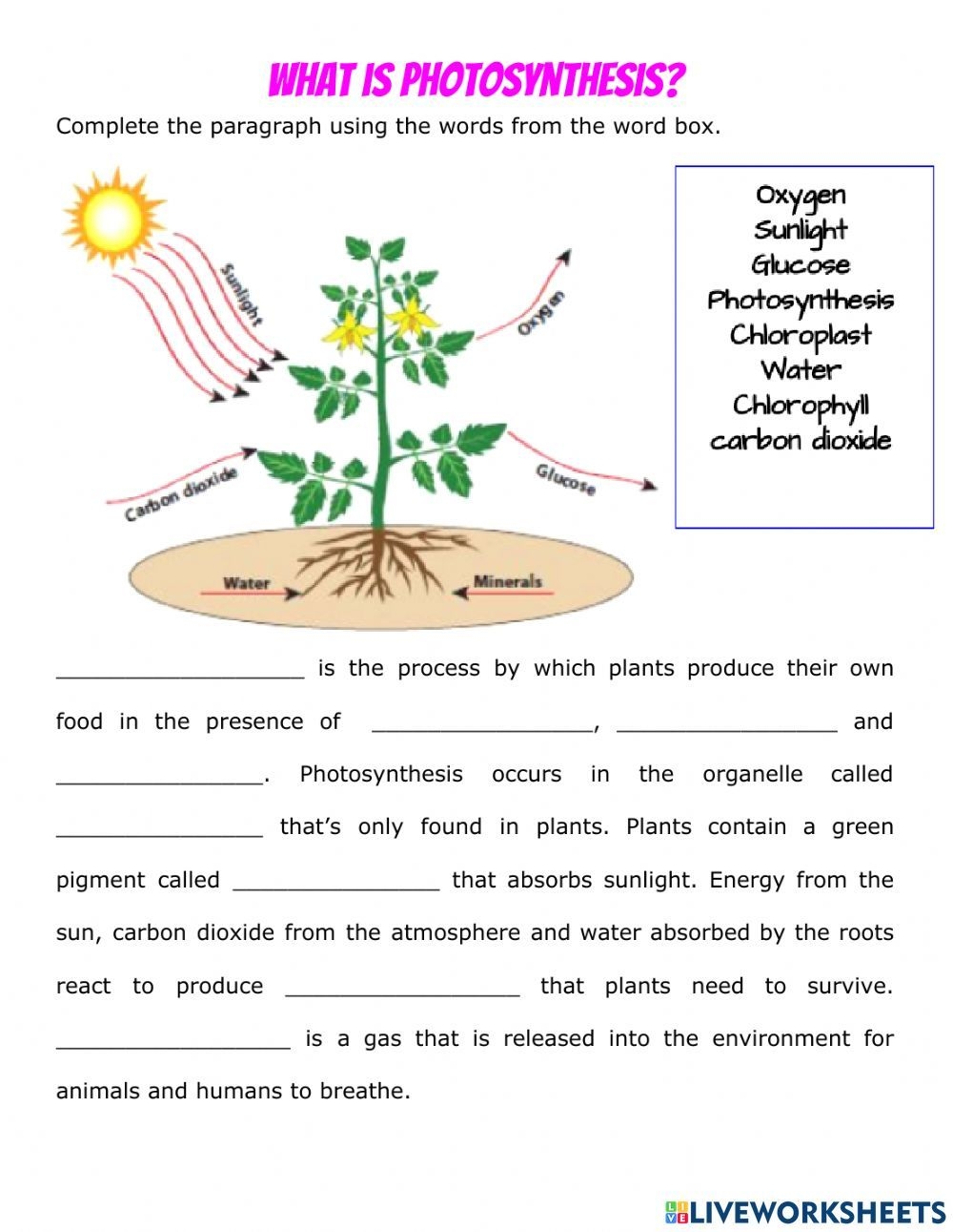 Photosynthesis And Respiration Worksheet Answer Key