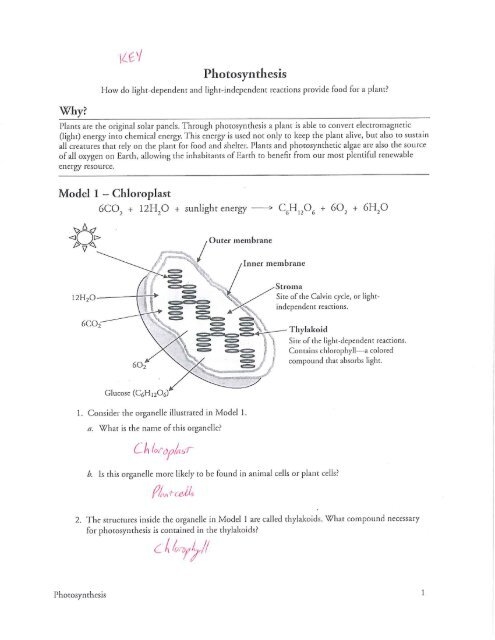 Photosynthesis POGIL Key Worksheets Library