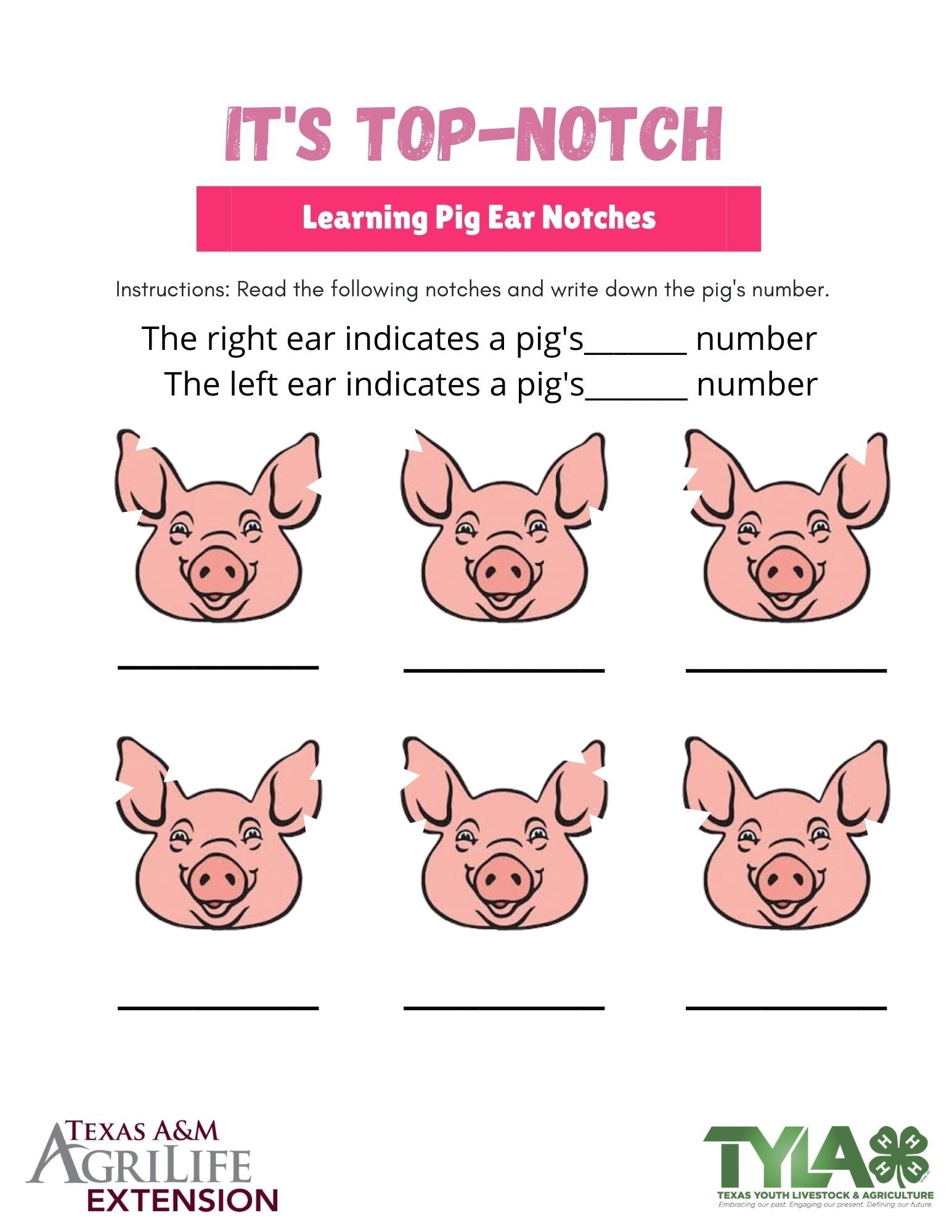 Pig Ear Notching System Practice Worksheet Key Dev onallcylinders