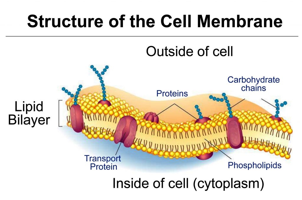 plasma membrane coloring worksheet