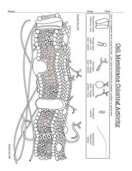 Plasma Membrane Coloring Worksheet Apex Kid Worksheet