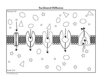Plasma Membrane Coloring Worksheet Apex Kid Worksheet