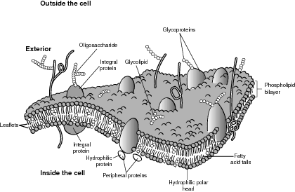 Plasma Membrane Coloring Worksheet Coloring Pages