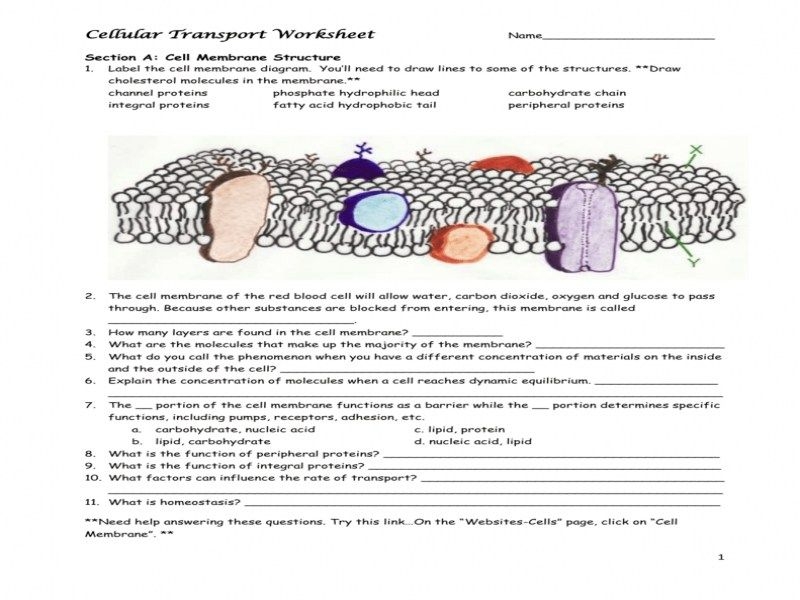 Plasma Membrane Coloring Worksheet