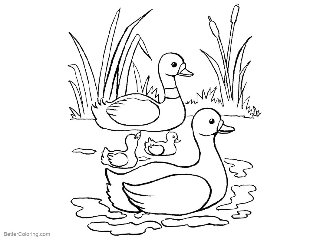 Pond Coloring Pages Ducks And Cattails Free Printable Coloring Pages