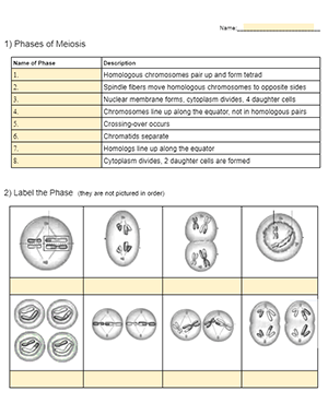 meiosis practice worksheet