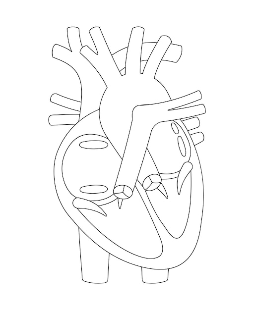 Premium Vector Human Anatomy Worksheet Label All The Structures 