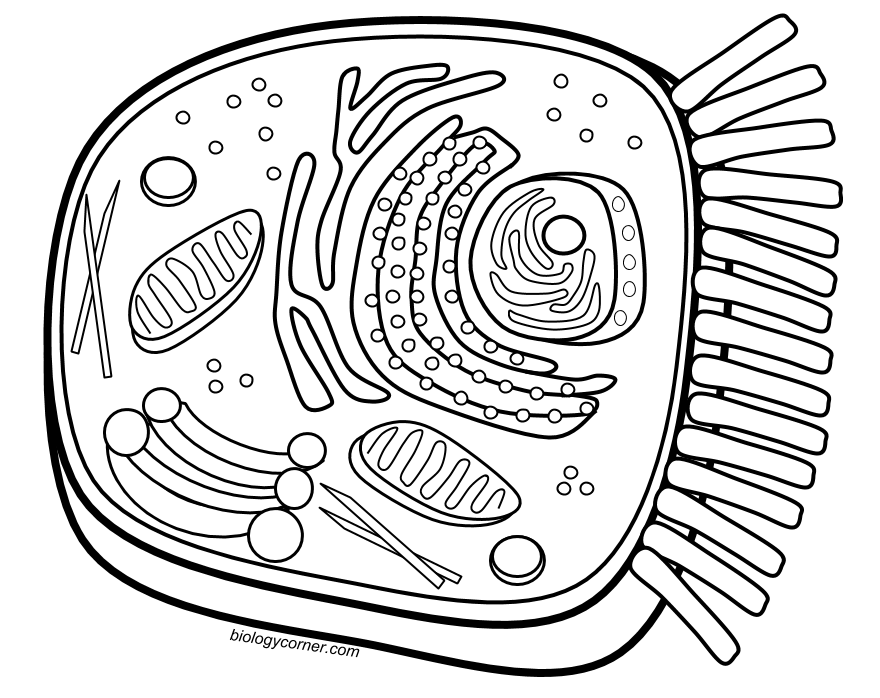 Printable Animal Cell Coloring Worksheet