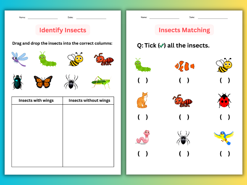 insects worksheet