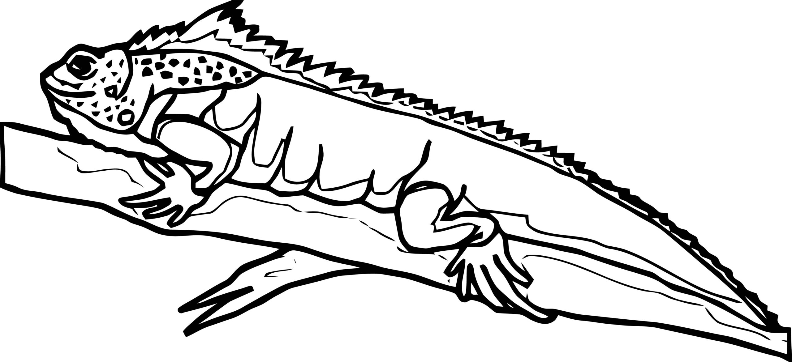 Printable Lizard Coloring Pages