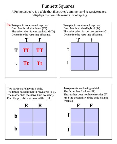 Punnett Square Practice Worksheet Answers Life Science Worksheets 