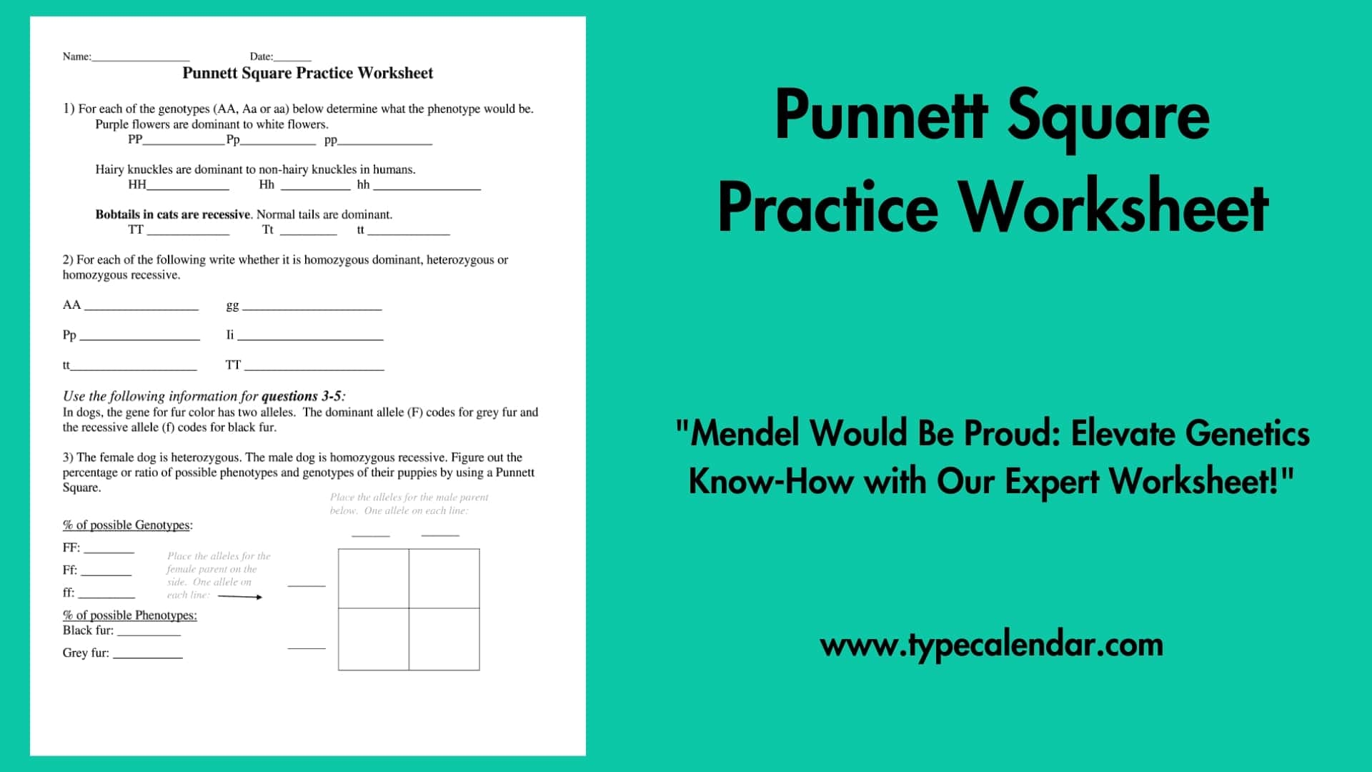 punnett squares worksheets