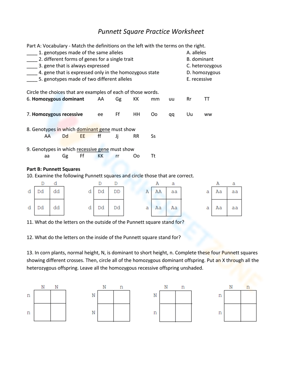Punnett Square Worksheet Collection For Teaching Learning