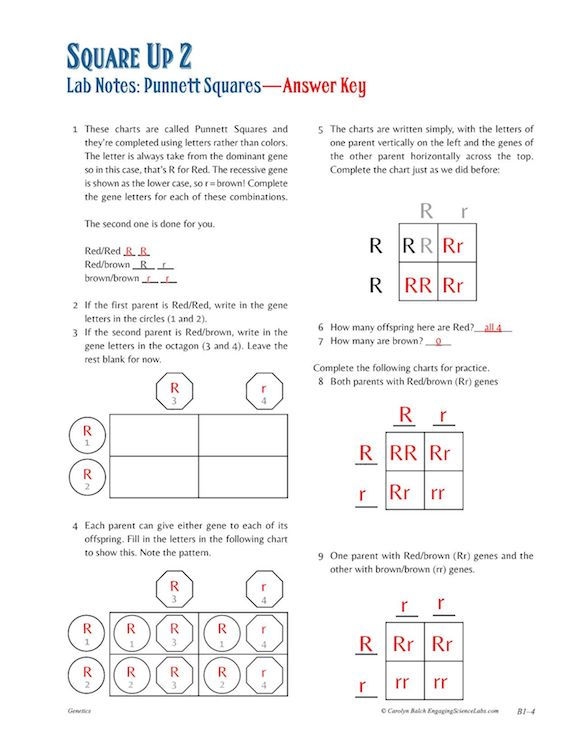 Punnett Squares 15 Page Worksheet Packet With Answer Keys Just 