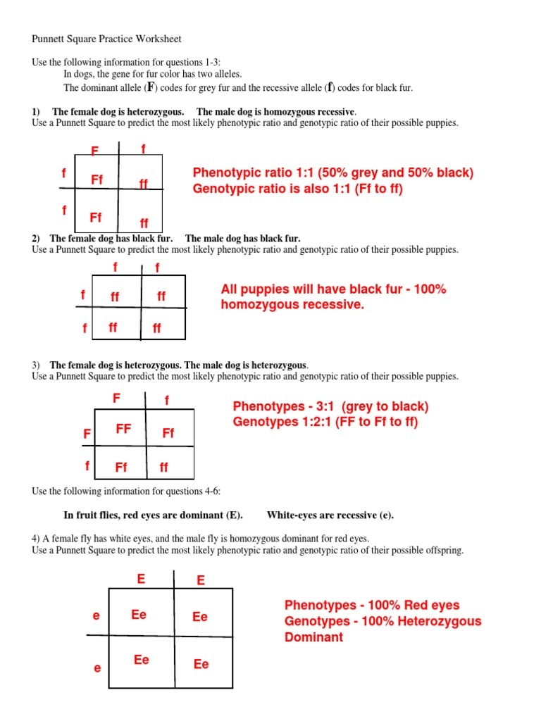Punnett Squares Interactive Worksheet Live Worksheets Worksheets 